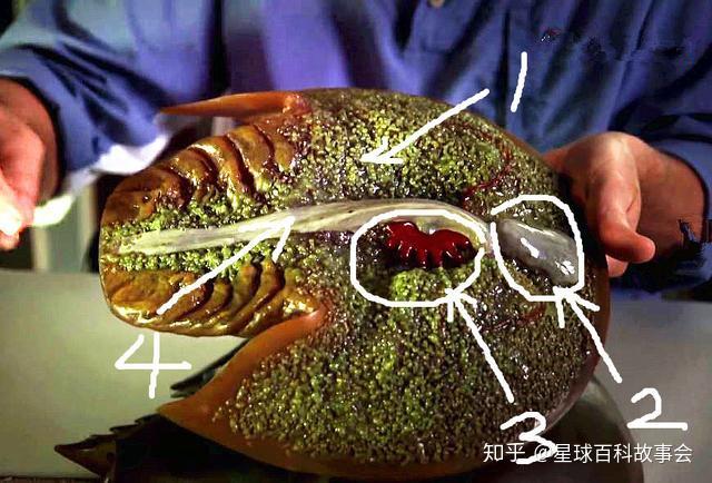 蓝色血液的人类是真的吗 v2-c2a04cdac10a407daa0e6b9952ee73f9_r.jpg