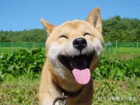 光知道柴犬还不够 你知道柴犬还分4个品种么 知乎