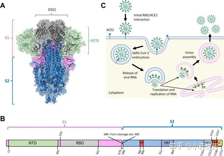 SARS-CoV-2刺突蛋白的免疫表位及通用疫苗开发的考量 - 知乎