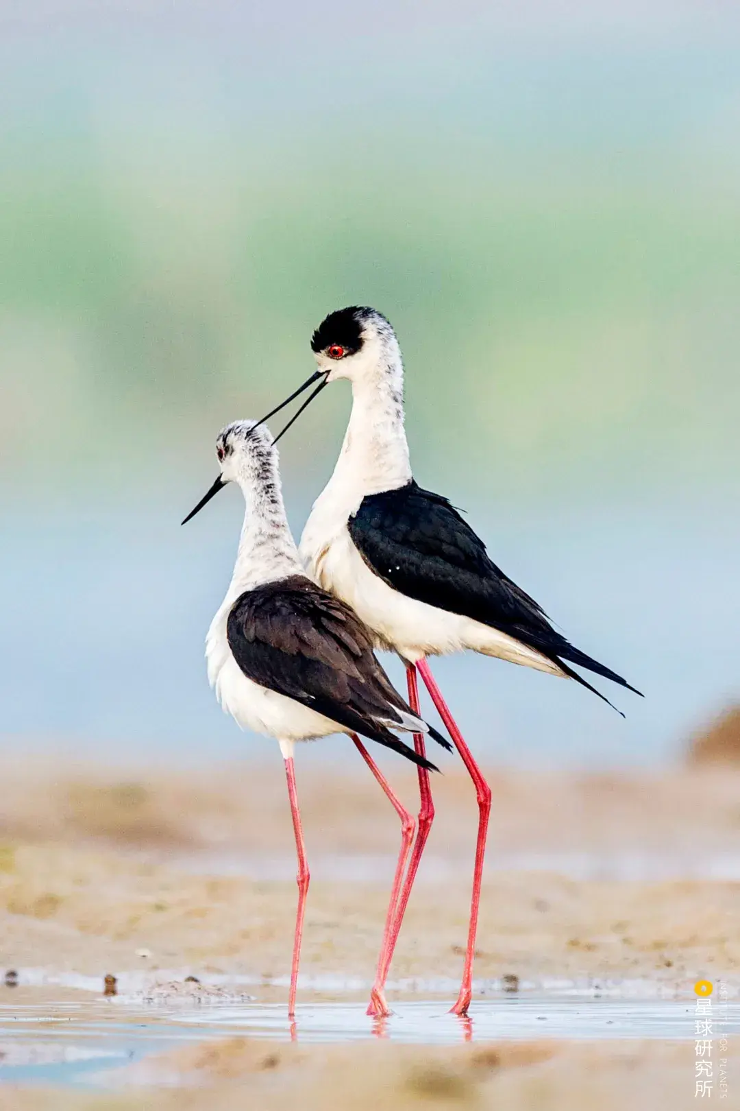 豆雁anser fabalis,图片来源@视觉中国中华秋沙鸭mergus squamatus