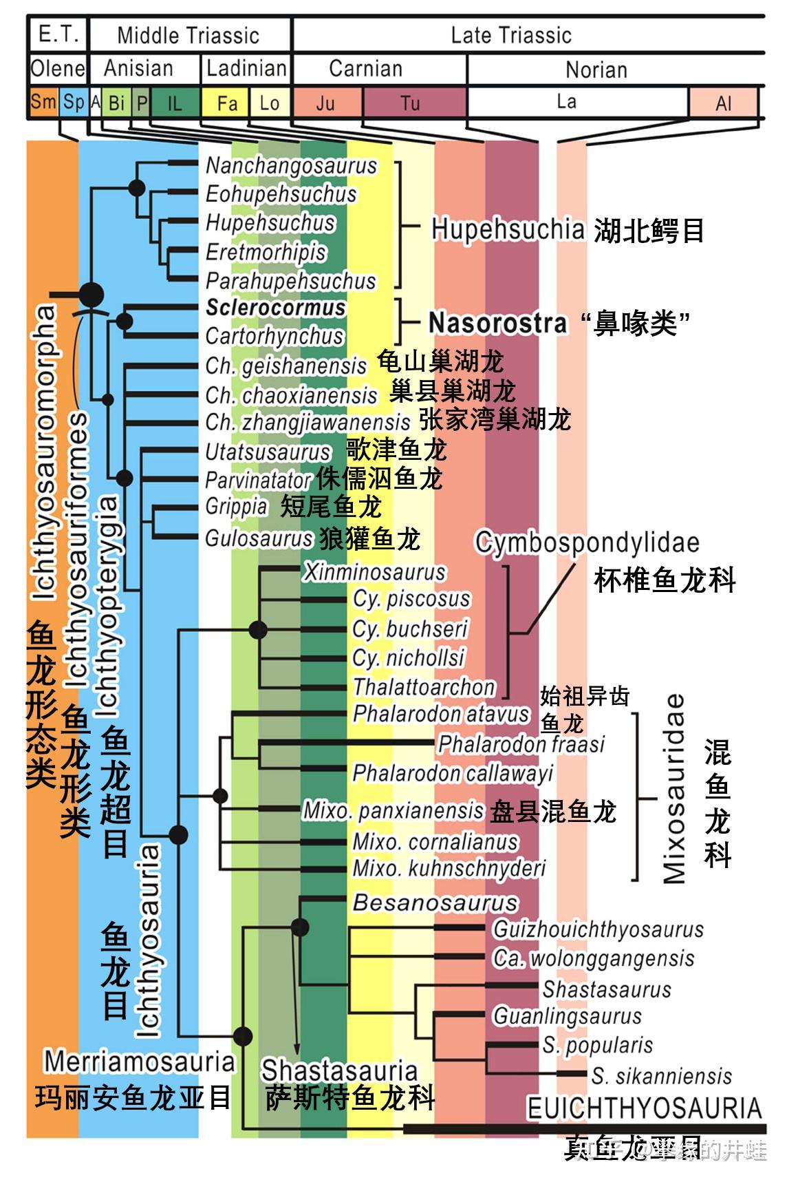 杯椎魚龍科(cymbospondylidae)和薩斯特魚龍科(shastasauria)