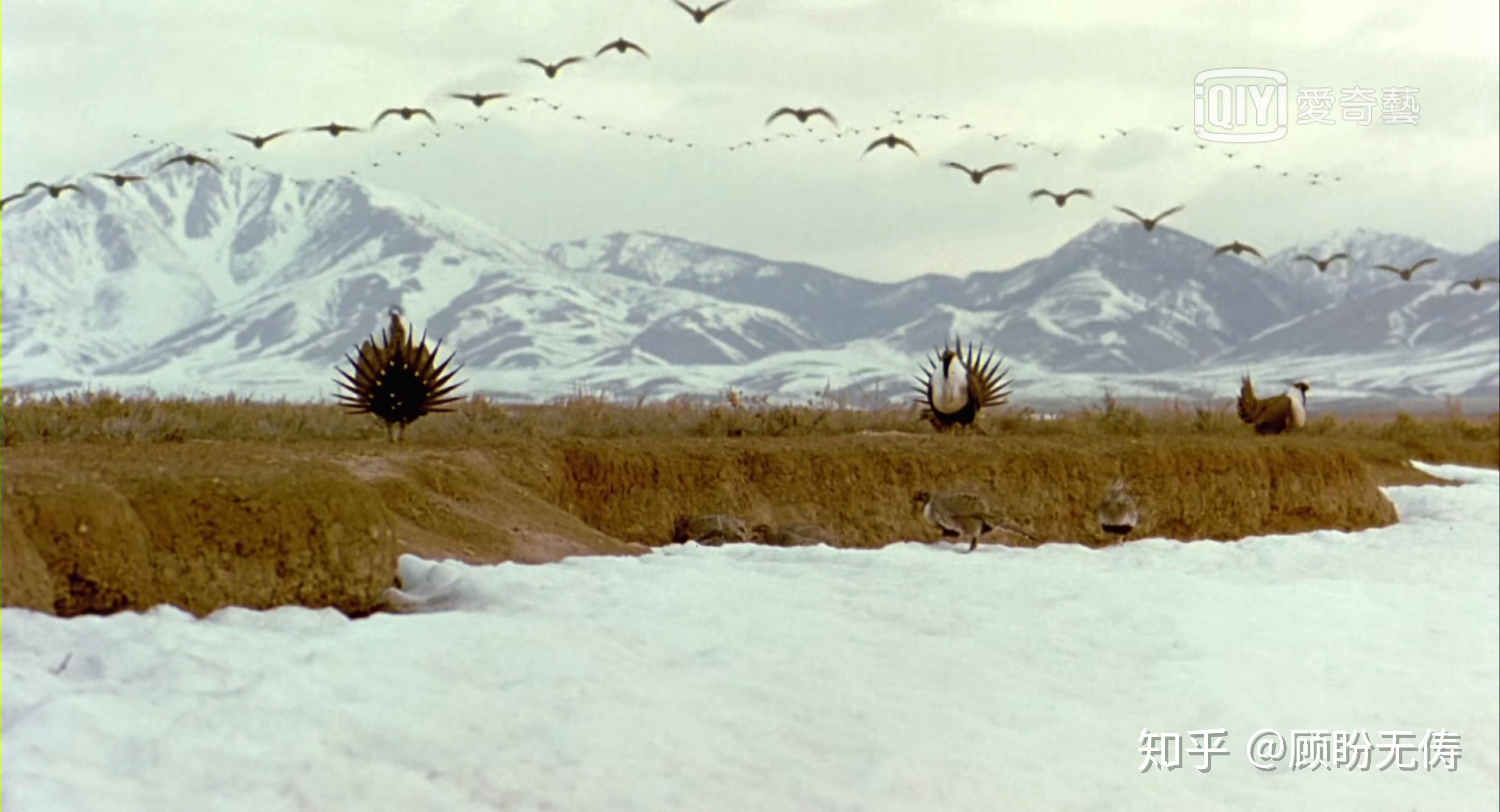 欧洲西部到格林兰岛大天鹅 飞越3000公里 自远东至西伯利亚冰原斑头雁