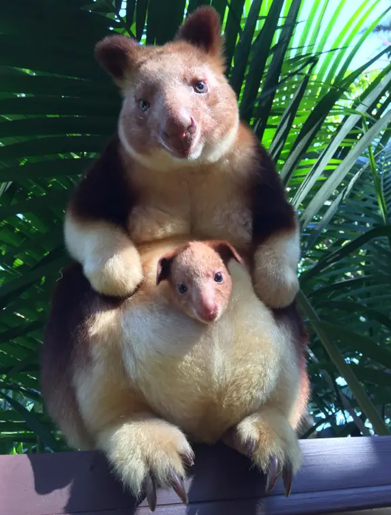 动物篇(74)·有袋类(下)