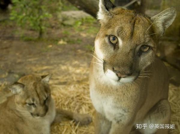 养熊不能满足俄罗斯人了 这种猛兽都被当成宠物了 知乎