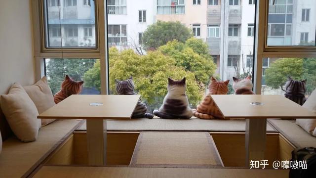 想一次撸遍所有品种猫来这家店就对了catier猫公馆