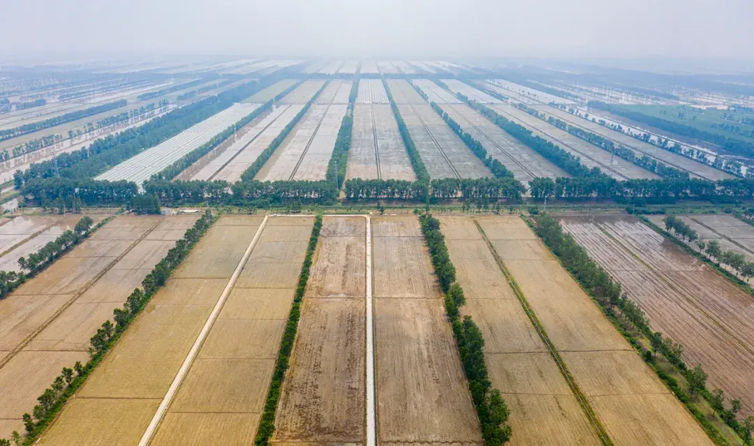 天上无人机地下无人车1500亩棉花可获纯利220万极飞