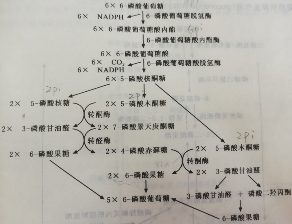 生化——磷酸戊糖途径与糖异生 - 知乎