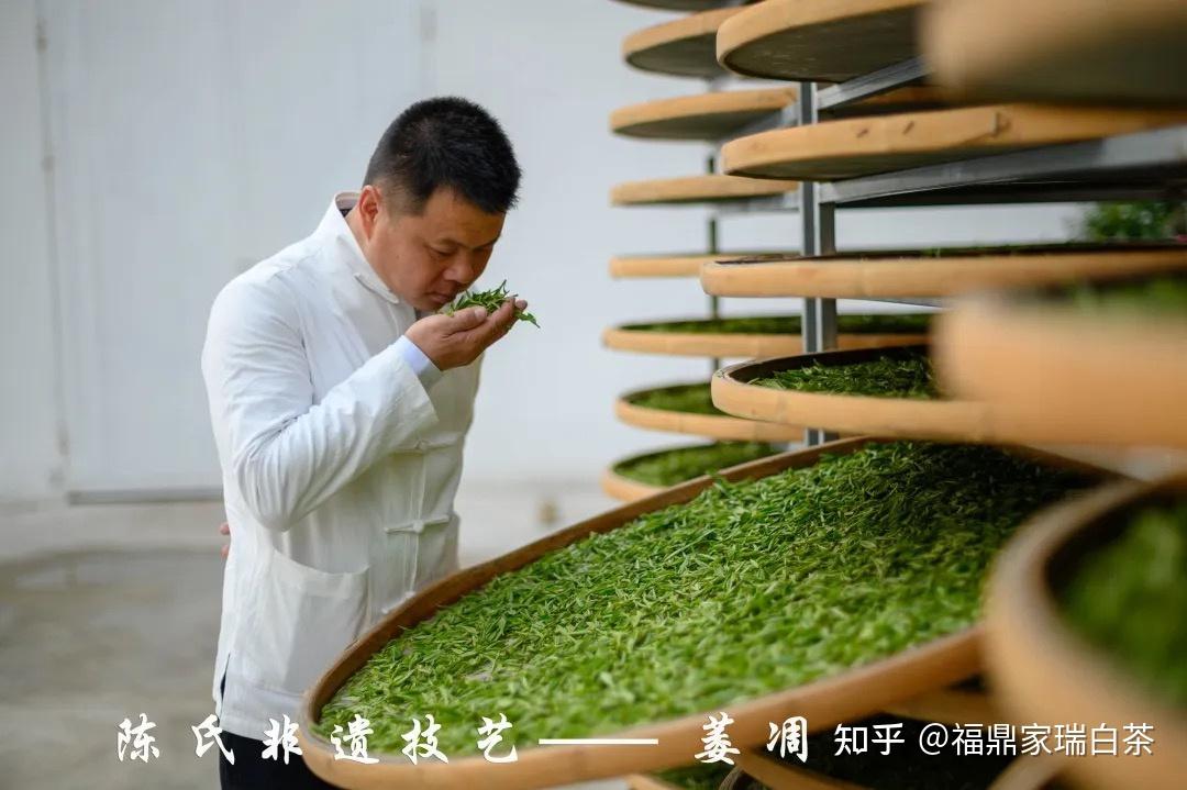 福鼎白茶非遗传承人陈家瑞带你了解福鼎白茶传统制工艺