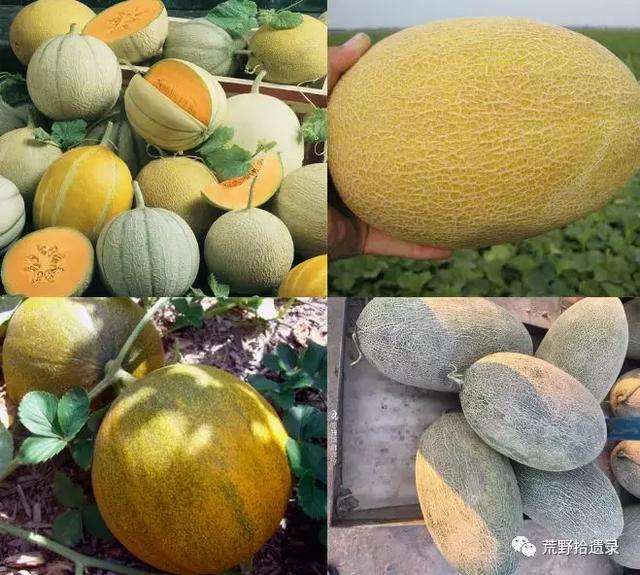 甜瓜分类及新疆甜瓜（哈密瓜）品种概述 - 知乎