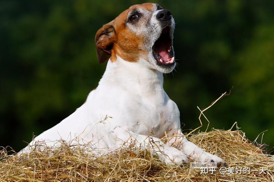 狗狗害怕的声音图片