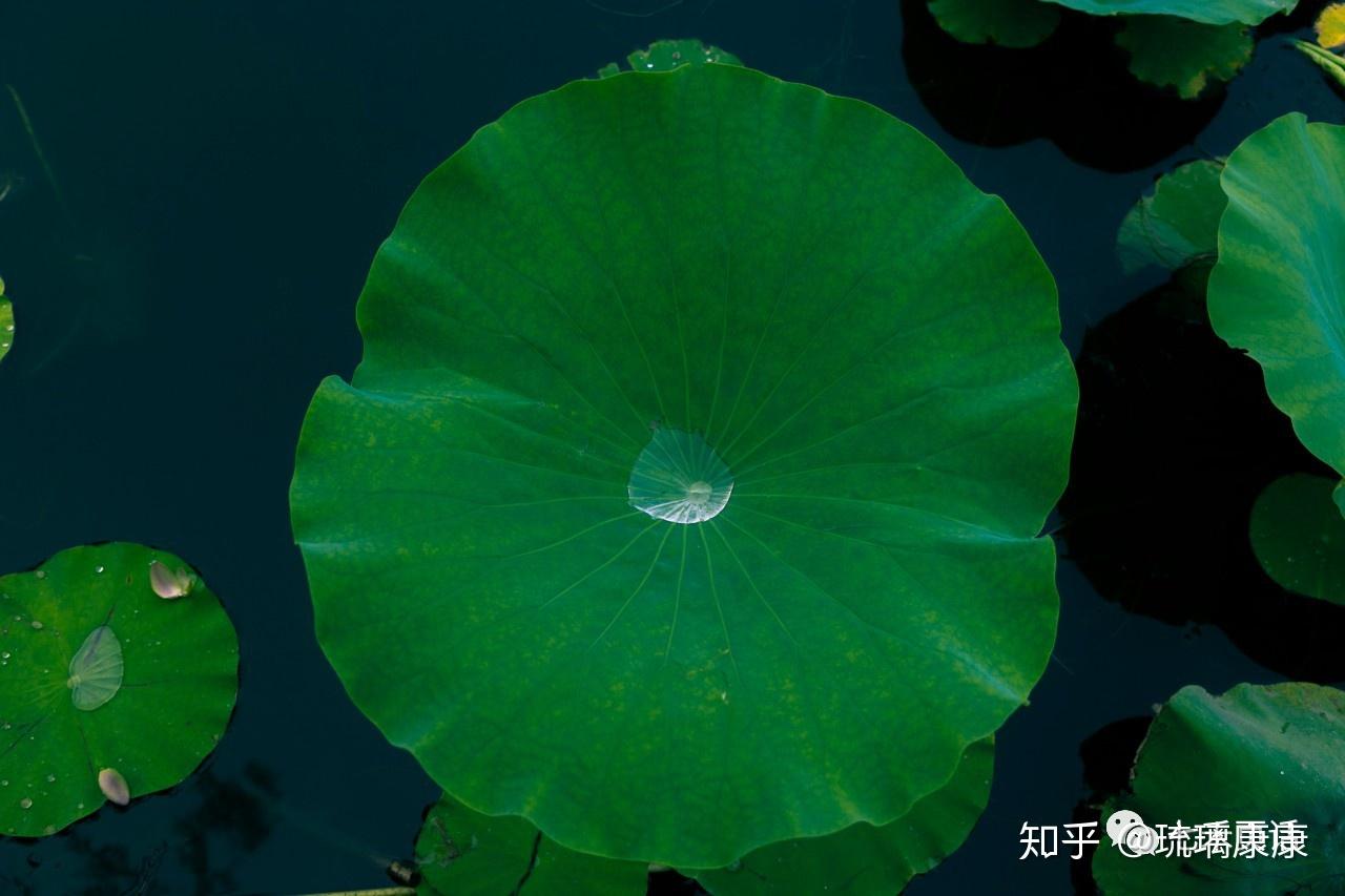七禾页话，七禾页什么意思