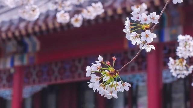 莺歌燕语春光暖 桃花绚丽春意浓 又到人间最美四月天 知乎 莺歌燕语春光暖 桃花绚丽春意浓 又到人间最美四月天 知乎