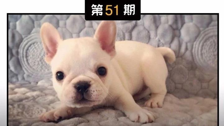 必看 致死率超高的 犬瘟热 治疗与预防 知乎