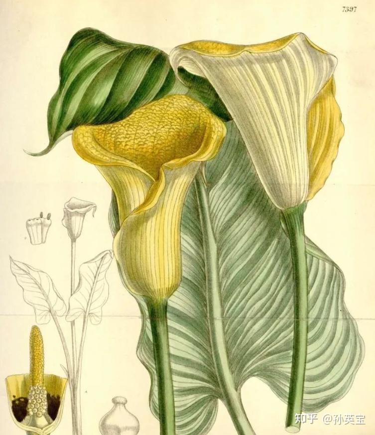 科学绘画||被子植物家族的天南星科成员(三)