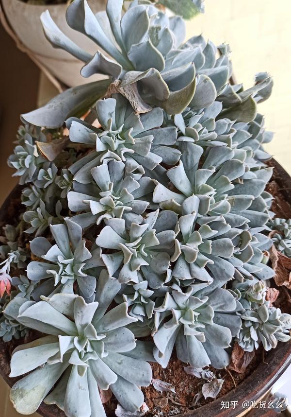 肉肉果然要贱养 知乎