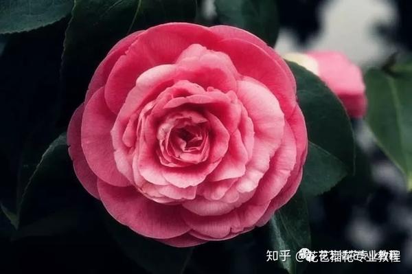 10种世界上最稀有的花 知乎