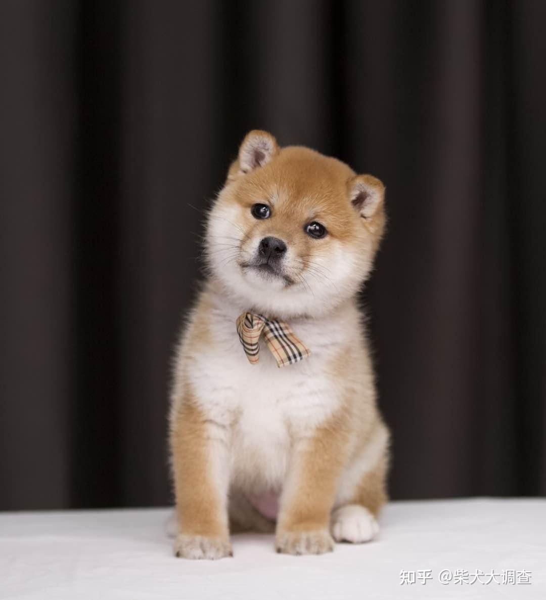 柴犬的形态特征和性格特点是什么？ - 知乎