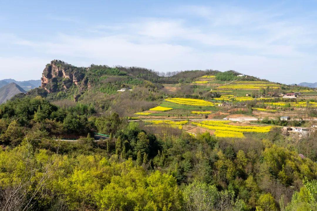 浪漫诗意 四野飘香熙熙攘攘 次第绽放漫山遍野的油菜花西和县仇池山