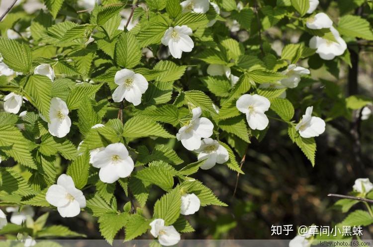 有哪些名字配不上本尊的植物動物嗎