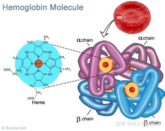 知识要点码住23中大生物化学考研知识球状蛋白质的结构与功能 知乎
