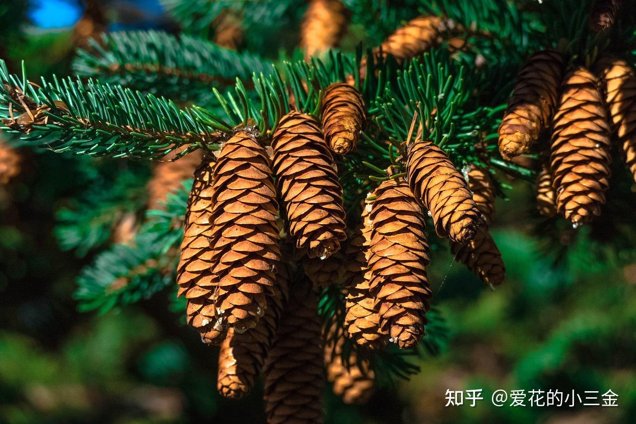 裸子植物有哪些图片图片