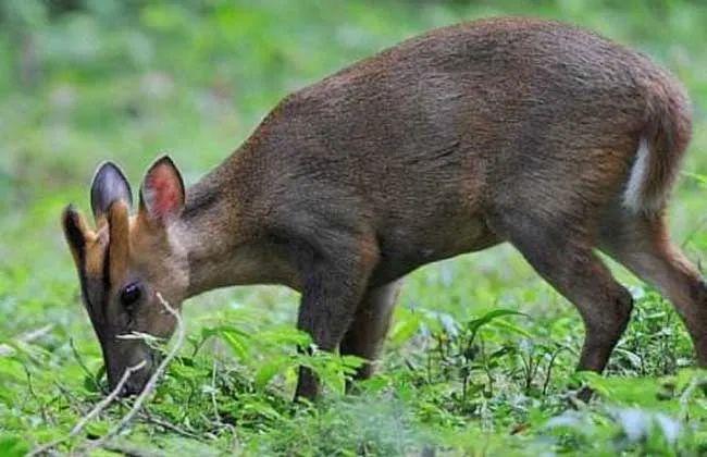 黑麂 来源:中国网来源 | 浙江省生态环境厅生态处编辑 | 王雯   审核