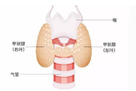 v2-c32c26cfcef1fead1800fe615f72e3a4_1440w.jpg?source=172ae18b