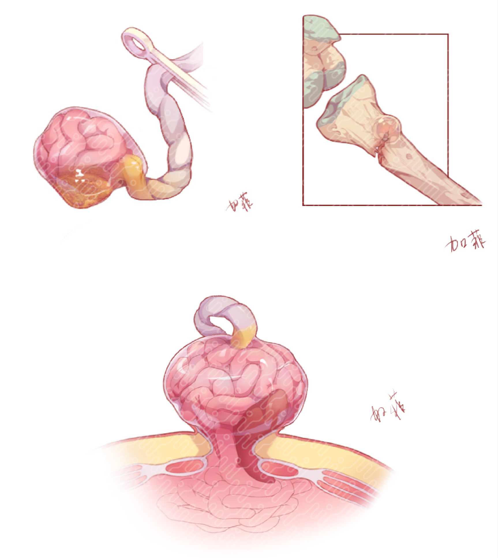 医学插画网络班·第11期·基础班(下) - 知乎