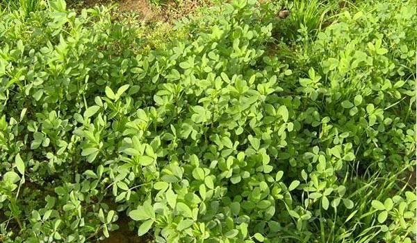 50种野菜图鉴小区绿化带就有以备不时之需