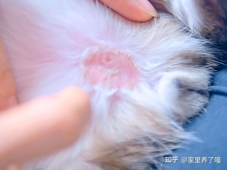 石硫合剂治疗猫癣?这都是些什么鬼?