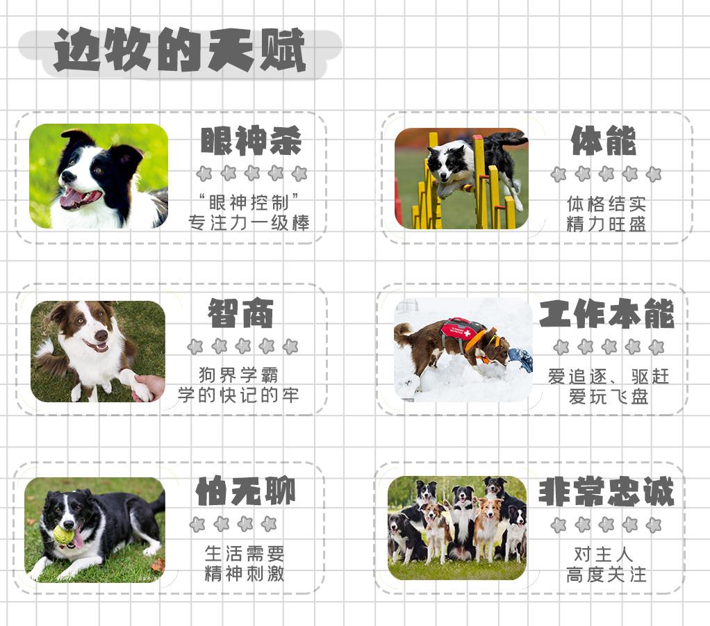 犬界学霸——边境牧羊犬