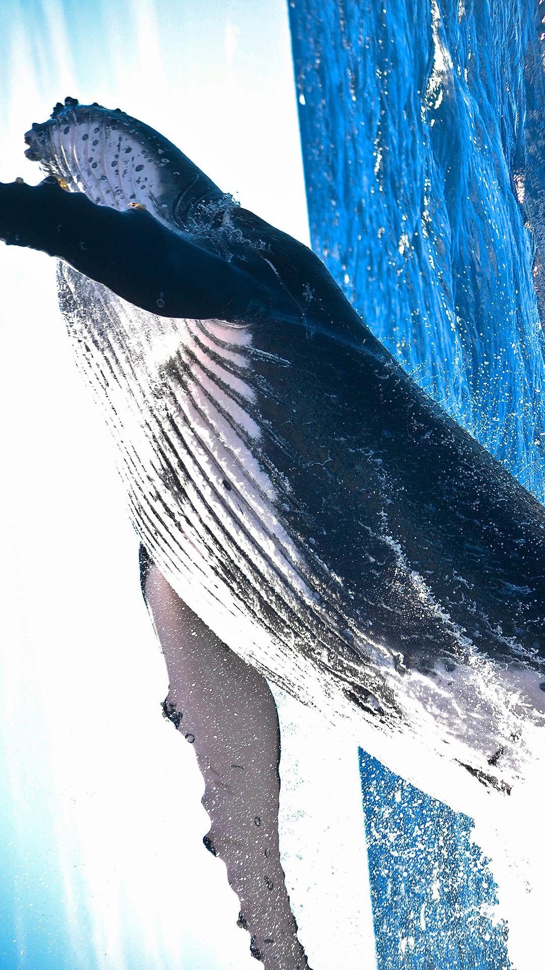免抠一头大鲸鱼素材免费下载 - 觅知网
