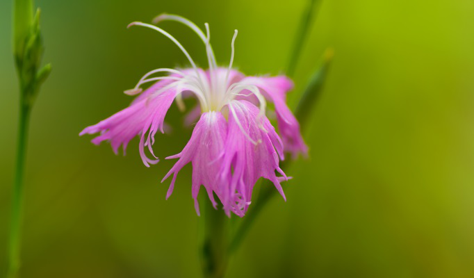 七月中旬诞生花