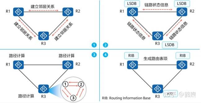 ospf超详细介绍加实验配置