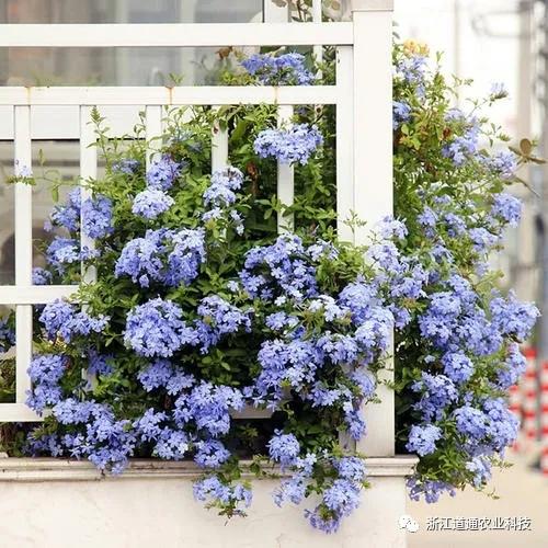 阳春三月 这几种花阳台种一盆 开到爆 知乎