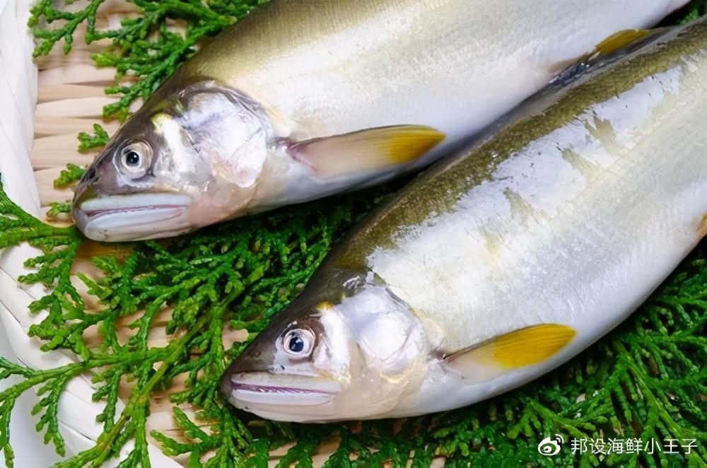 香鱼,又名海胎鱼,秋生子,油香鱼,八月香,隶属于鲑形目香鱼科香鱼属,香