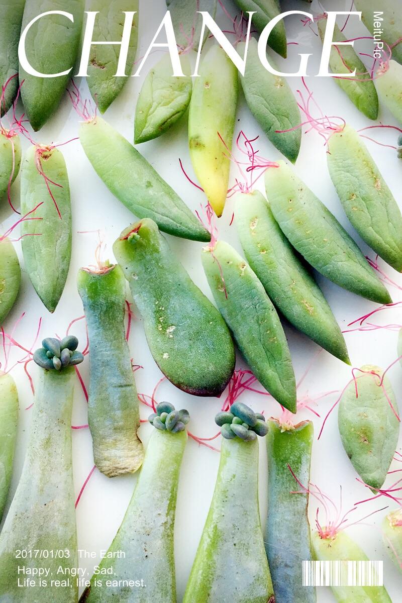 多肉要怎么叶插?