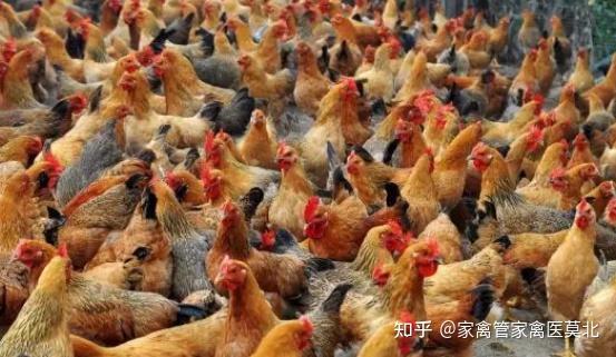 鸡得支原体怎么引起的鸡支原体是怎么感染上的鸡支原体感染什么原因引起的 - 知乎