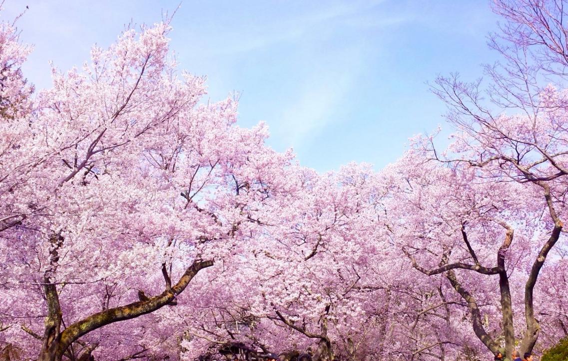 为何拖到最后没房才决定去日本看樱花来一波小众樱花地走起