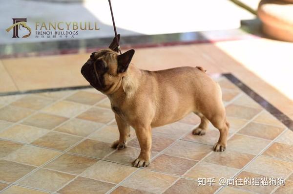 法国斗牛犬好养吗 多少钱一只宠物级 斗牛犬多少钱一只 桃丽网