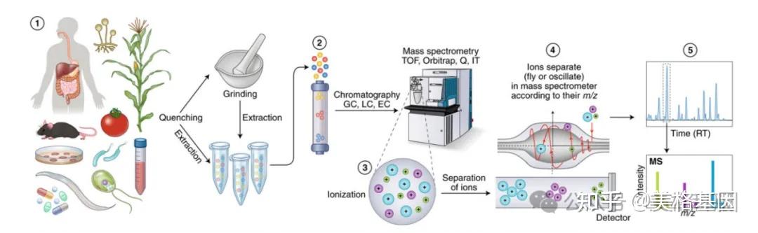 代谢组学入门: 揭开生命活动的“化学密码 - 知乎