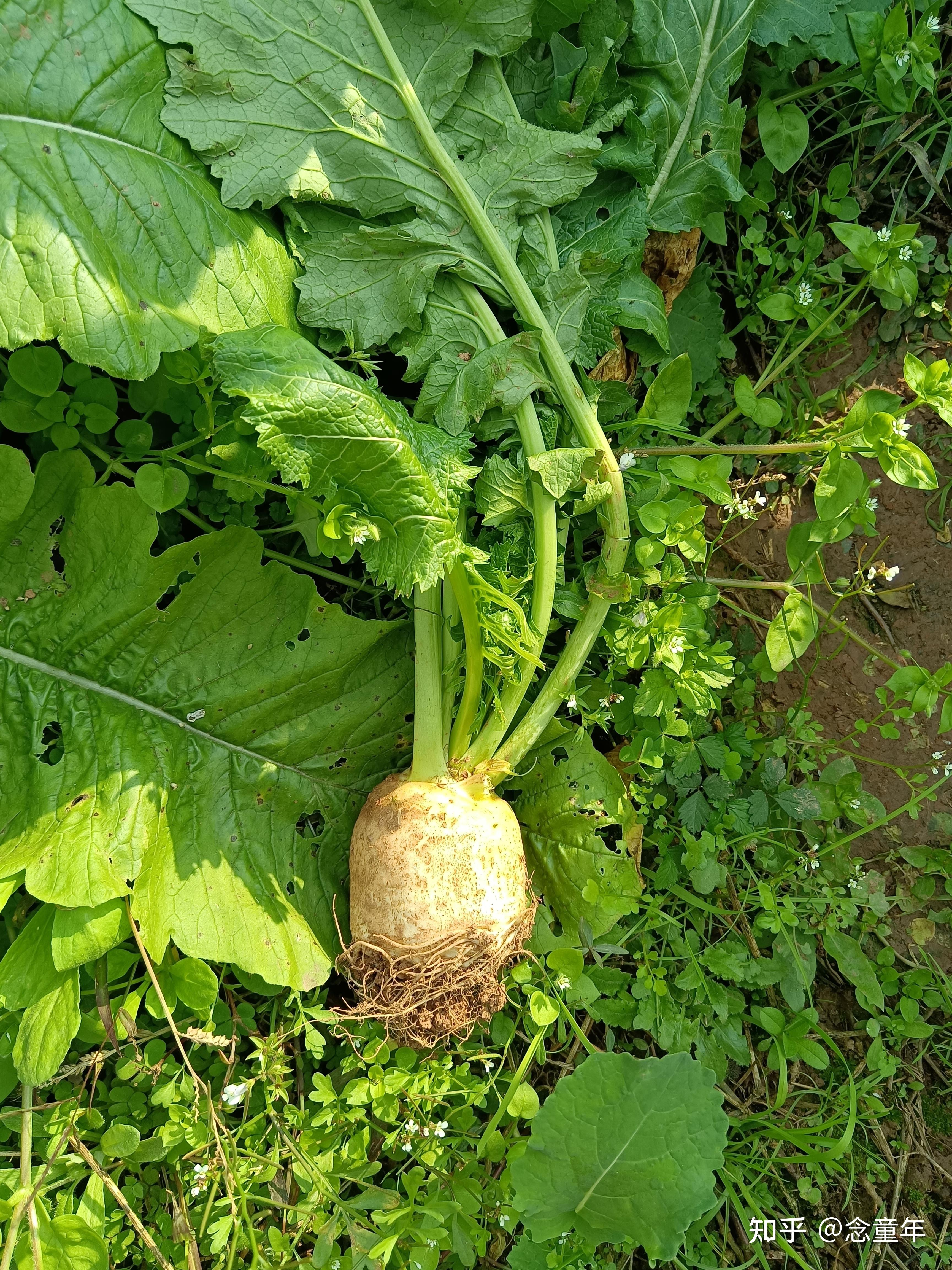 工作累了就来看看这些农村的绿色蔬菜吧