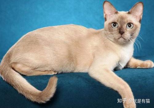 东奇尼猫价格图片