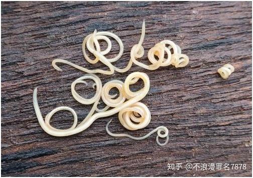 病(又名弓首蛔虫)为例,它是犬发病率最高的寄生虫病,寄生于犬的小肠中