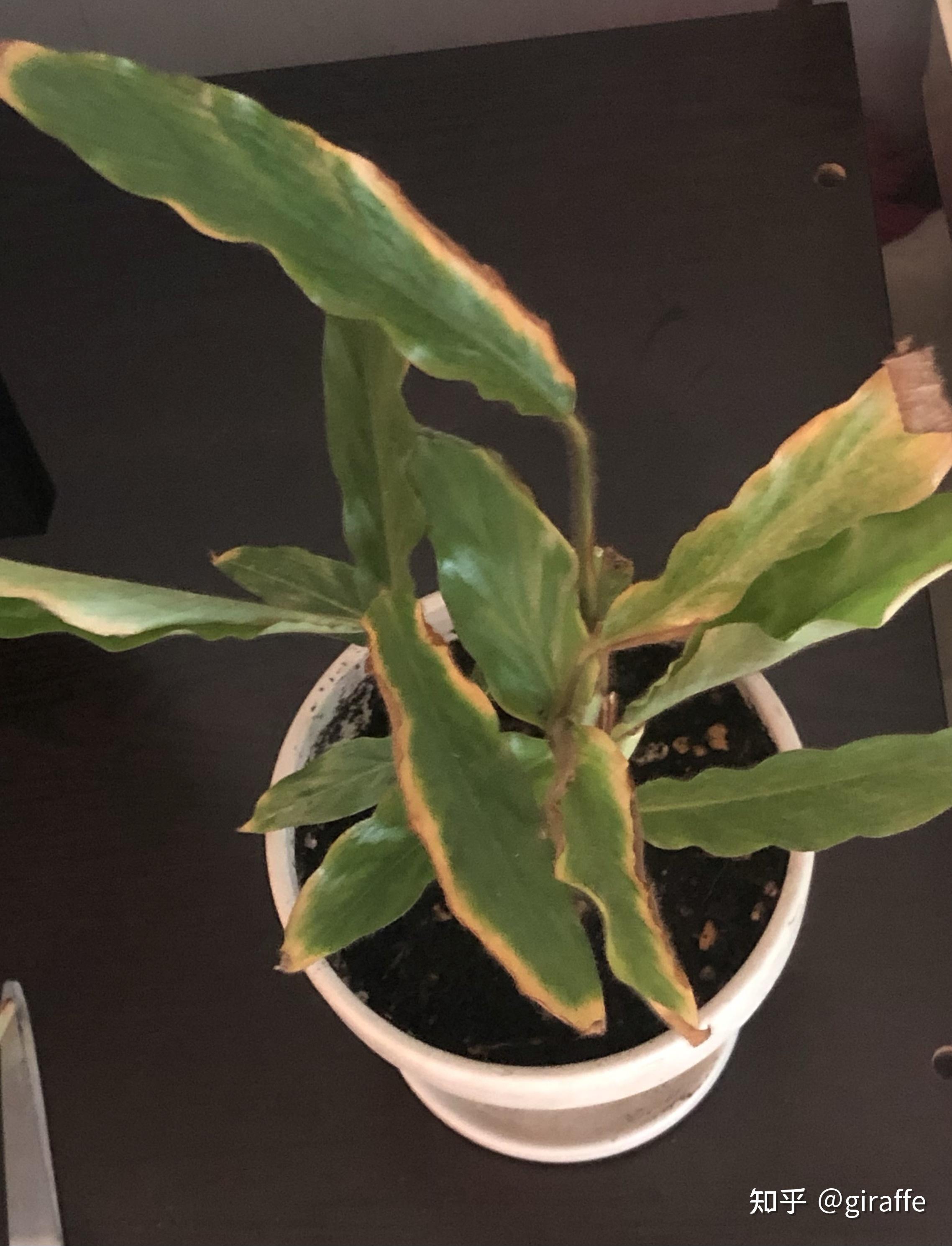 求救 紫背竹芋叶子发黄怎么办? - 知乎