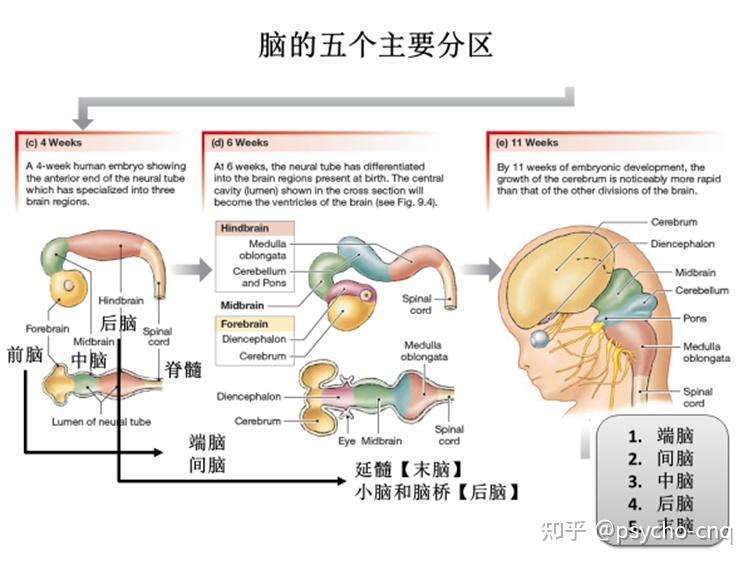 神经系统结构 - 知乎