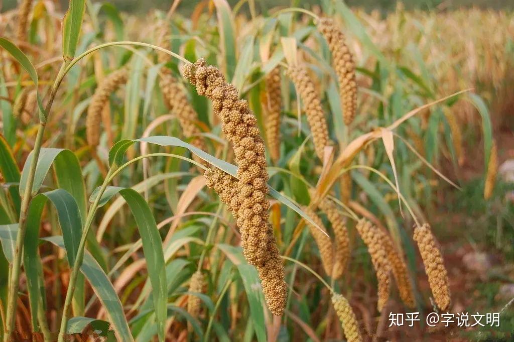 禾——汉字的字元·草木植物 - 知乎