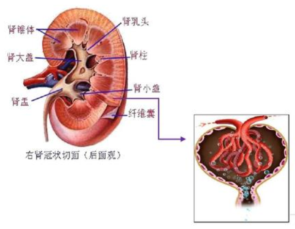 腎是生命的發動機腎好的孩子才結實關於腎