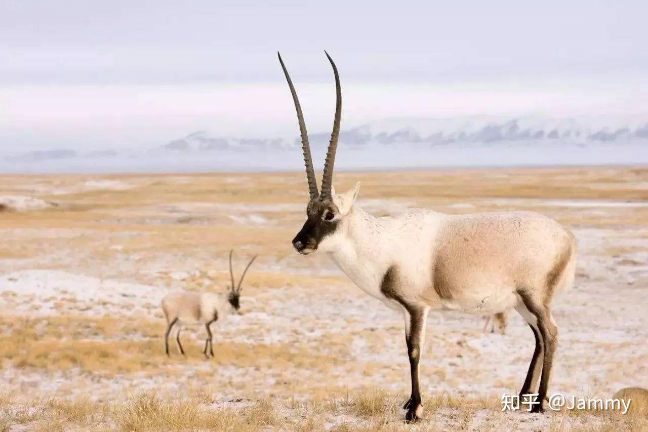 藏羚羊4k动物图片-千叶网