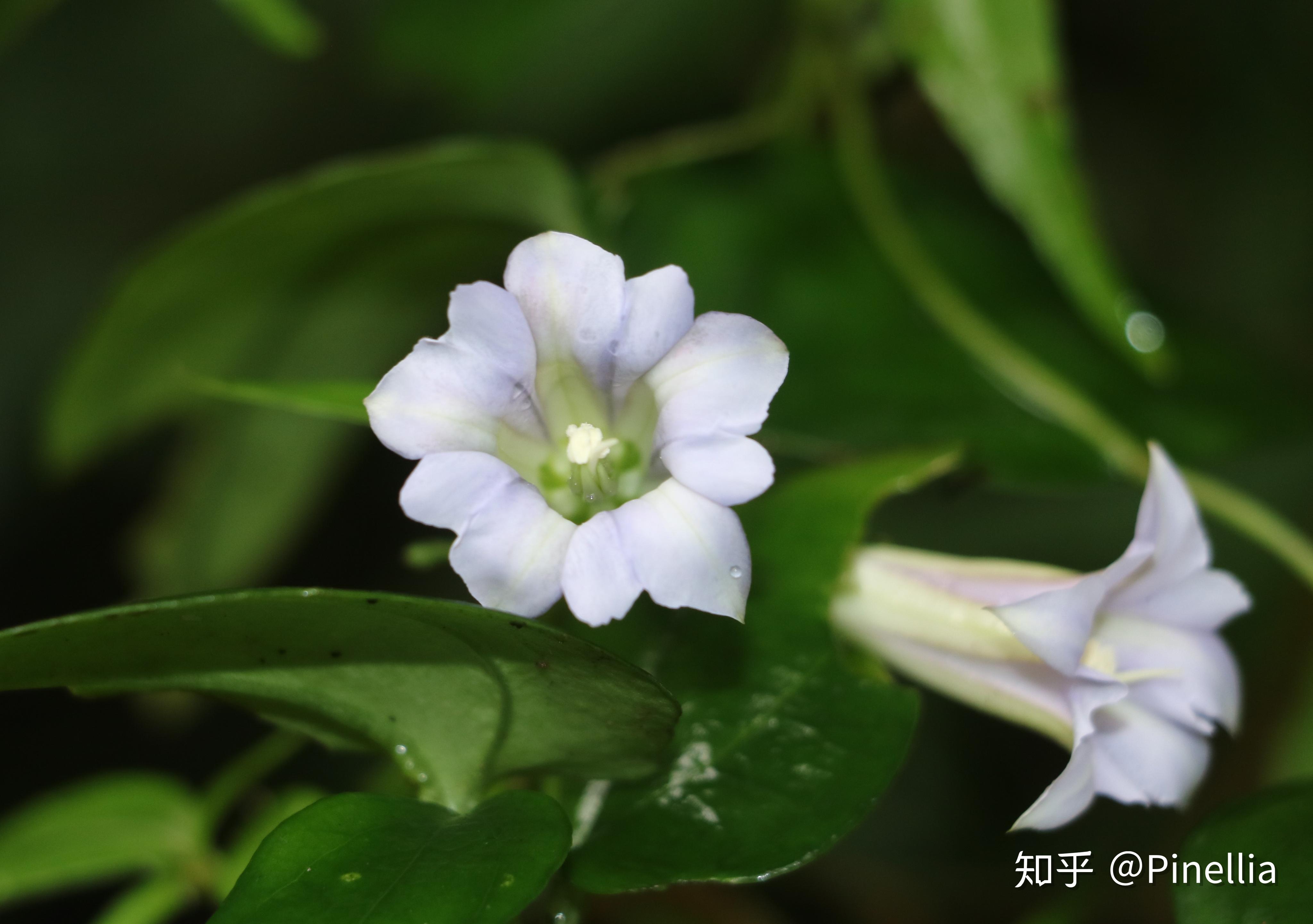 細莖雙蝴蝶(tripterospermum filicaule),龍膽科雙蝴蝶屬,黑山谷除了